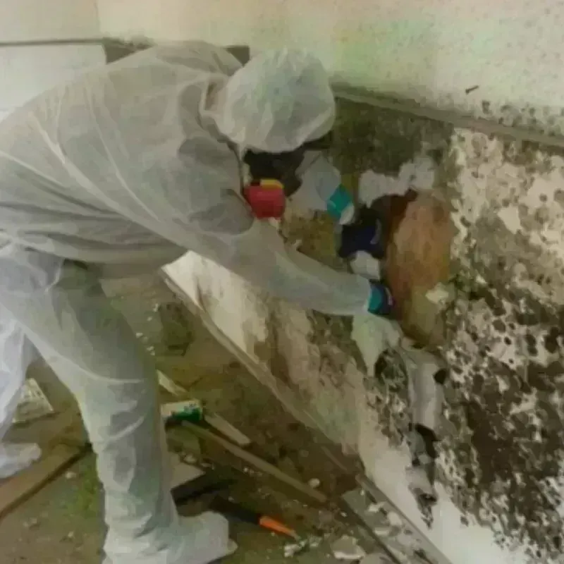 Mold Remediation and Removal in Clyde, NC